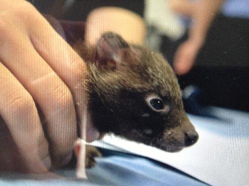 【记者即时播报】青浦别墅出现小狗熊?实为