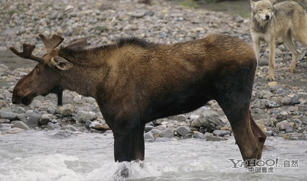 实拍棕熊大战饥饿狼群后 共享驼鹿大餐(组图)