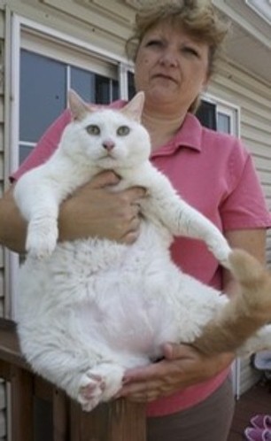 盘点世界上最胖的肥猫(组图)_科技频道_凤凰网