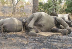 喀麦隆遭遇大肆偷猎 两月惨死大象500头