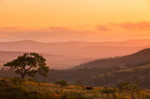 一只站在南非夸祖鲁纳塔尔省的山坡上的犀牛。
