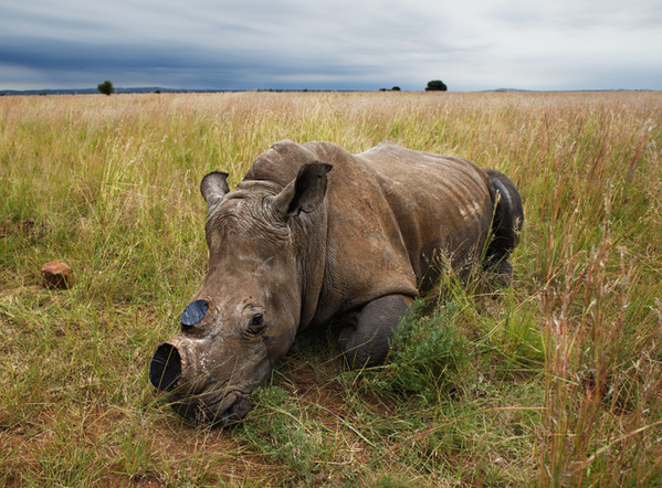 揭秘全球各地血腥的犀牛猎杀及保护战争