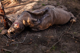 在离南非的克鲁格国家公园不远处的一座私人野生动物保护区内，一只角被切除的腐烂犀牛被偷猎者用铁丝线勒死。巡逻队随后在此地监视，但并没有抓到偷猎者，园区工作人员随即转移了这些牛角。