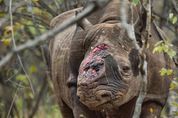 揭秘全球各地血腥的犀牛猎杀及保护战争