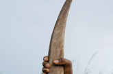 一块约7.3斤重的犀牛角在黑市上可以卖到36万美金。
