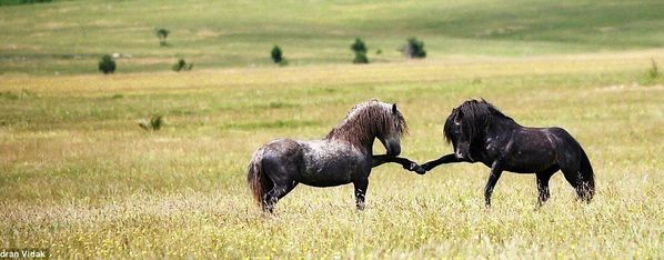 实拍为争夺交配权的公马大战(组图)