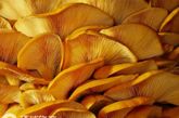 蘑菇：在意大利托斯卡纳区寻找松露听起来是一种很惬意地度假方式。但是要注意了：在我们生活的四周，虽然有些菌类是可以食用的，可连美味如牛肝菌都有那么几个有毒的表亲呀。并且他们的名字听起来都带着死亡的气息：死亡之帽，毁灭天使，其中有一些也的确长得就像是毒蘑菇。大家正在吃的那个究竟是羊肚菌呢还是剧毒的鹿花菌呢？是美味的鸡油菌还是有害的“杰克灯”？是有毒的盔孢菌还是致幻的裸盖菇？大家最好清楚地知道要找的是什么。
