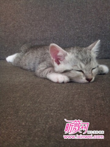 日本猫咪睡姿大比拼