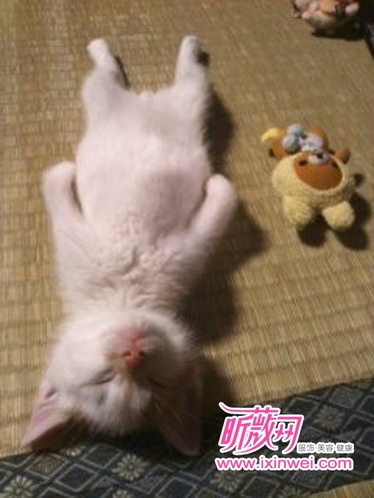 日本猫咪睡姿大比拼