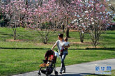 一位市民在美国纽约曼哈顿中央公园带着孩子享受春日煦阳。今年罕见的暖冬，使纽约的春天比以往来得更早。初春的纽约阳光明媚，花开柳绿，一派盎然生机。 新华社记者王雷摄 
