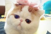 日本有猫叔，俊介，中国也有snoopy。不过虽然叫snoopy，但是并不是狗狗哦。新浪微博上一只名为“红小胖snoopy”的小肥猫最近真是火得让不少人嫉妒，这只有着大饼脸、水滴眼的加菲猫现居住在成都，与动画片中的加菲猫一样，它最大的爱好就是吃吃睡睡。
