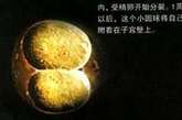 受精卵分裂及着床：第1周，在受精之后几小时之内，受精卵开始分裂。1周以后，这个小圆球将自己附着在子宫壁上。 