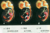 胚胎器官发育的形状和部位