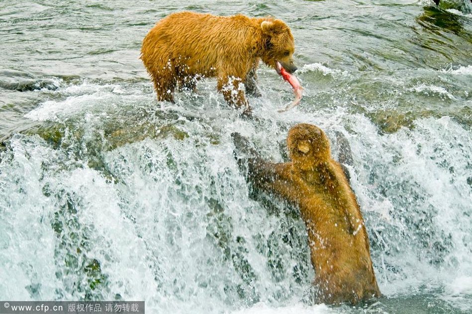 实拍美国棕熊集体捕鱼 为夺美食大打出手 