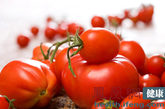 4、不宜食用未成熟的番茄。

青番茄含有生物碱甙（龙葵碱），食用后轻则口腔感到苦涩，重时还会有中毒现象。

