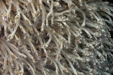 科学家此次发现的20多种新物种中数量最多的是一种“雪人蟹”，长约16厘米，多达600只聚集在火山孔附近。这种蟹的胸腔长有浓密的茸毛，科学家认为这些茸毛是这种蟹用来为自己培育食用细菌的。