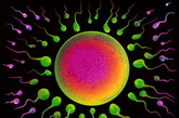 在着床之前，胚泡在宫腔内游离，它是新个体，有遭排斥脱落危险。经过附着、穿入内膜之后，则母子两方面紧密结合，因而更有利于胚胎的生长发育。

