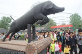 2012年4月21日，山东省济南市济阳县，游客在参观以养“徒河黑笨猪”而出名的济南市济阳县一家养猪场。