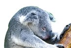 盘点动物世界中的“睡神” 树袋熊每天睡22小时