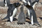 南极洲保利特岛上阿德利企鹅妈妈在给幼企鹅喂食。

