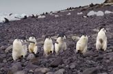 在南极洲保利特岛嬉戏归来的阿德利企鹅。

