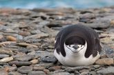 南奥克尼群岛的一只可爱的带帽企鹅。

