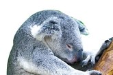 树袋熊

　　树袋熊又名“考拉”，是一种树栖动物，同时也是世界上最能睡的动物。这种动物只生活在澳大利亚，主要栖息在桉树上，每天的睡眠时间长达惊人的22个小时。清醒的时候，它们的大部分时间也用来吃东西，可谓是一个真正意义上的大懒虫。

　　虽然很多动物每天的睡眠时间都超过12个小时，但这并不意味着它们非常懒惰。实际上，它们在清醒时非常活跃。睡眠时，一些动物处于半睡半醒的状态，还有一些动物在休息时也时刻保持神志清醒。

