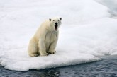 法兰士约瑟夫地群岛的北极熊。

