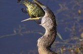 以下这些令人震撼的图片展示了一只饥肠辘辘的鸟是怎样将一条活生生的鱼吞进肚子里去的。野生动物摄影师哈维尔•派瑞乐•佩雷斯（Javier Parrilla Perez）讲述了他和妻子邂逅这一令人震撼场面的情况。
　　一天早上，他们在佛罗里达的大沼泽地国家公园里抓拍野生动物，在拍浅水里的短吻鳄时，不经意间，他们发现了这个令人震撼的场景。他赶紧将镜头对准了这只鸟。起初，他们以为这只饿鸟要将鱼吞进肚子里得花好一些气力，甚至一度觉得它会窒息，好在这只鸟甩了甩脖子，就将可怜的鱼生吞进了肚子里。
