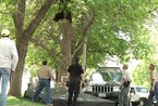 黑熊校园闲逛爬树被制伏