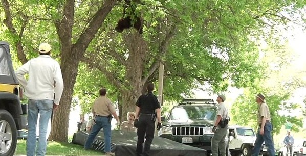 黑熊校园闲逛爬树被制伏 现可爱“熊样”