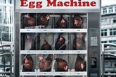 2012年4月，德国法兰克福街头出现一种令人毛骨悚然的自动贩卖机，机器里塞的不是一罐一罐的饮料和咖啡，而是一只只活生生的大母鸡，母鸡身旁还挤着一两枚鸡蛋，暗示这台机器是鸡蛋自动贩卖机，因为是现下现卖，所以绝对新鲜。据悉，这是德国NOAH动物保护组织一种别出心裁的宣传手法，那就是暗示众多农场将鸡禽塞入狭小拥挤的铁笼内圈养，阐明这才是真正的“不鸡道”。