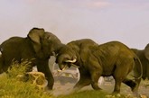日，在肯尼亚安布斯利国家公园，一群公象之间爆发激烈打斗，近在咫尺的游客备受惊吓。因为这群公象刚刚遇见一群母象，它们需要通过角斗证明自己是最强大的，以此来赢得异性的欣赏。这一精彩时刻正好被比利时生态学家查尔斯·普瑞艾特拍了下来。
　　起初，公象们出现在路的另一边，游客便停车观看，心想不会危及到他们。但是打斗越来越激烈，最后大象在打斗中穿过了旅行车队，还对游览车造成了损坏，所有的游客也都提心吊胆，惊讶不已。这场打斗持续了近一小时才结束，之后一切都恢复平静，公象们又和好如初，好像什么都没发生一样。