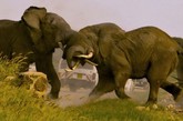 日，在肯尼亚安布斯利国家公园，一群公象之间爆发激烈打斗，近在咫尺的游客备受惊吓。因为这群公象刚刚遇见一群母象，它们需要通过角斗证明自己是最强大的，以此来赢得异性的欣赏。这一精彩时刻正好被比利时生态学家查尔斯·普瑞艾特拍了下来。
　　起初，公象们出现在路的另一边，游客便停车观看，心想不会危及到他们。但是打斗越来越激烈，最后大象在打斗中穿过了旅行车队，还对游览车造成了损坏，所有的游客也都提心吊胆，惊讶不已。这场打斗持续了近一小时才结束，之后一切都恢复平静，公象们又和好如初，好像什么都没发生一样。