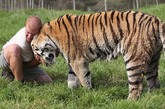 南非一家公园内一头西伯利亚虎兽兽（Shosho）和它的饲养员阿什利•戈伯特之间长期相处，久而久之建立起了感人的友谊。他们一同嬉戏、亲吻、拥抱，场面甚是打动人心。兽兽重达256公斤，站立时高近2.5米。饲养员阿什利说，兽兽非常温顺，十分喜欢与人亲热，但他同时也表示，自己的工作也存在潜在的危险。西伯利亚虎属于珍稀物种，目前仅有约360只生活在俄罗斯东部。