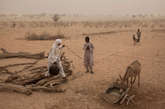 当地时间2012年4月19日，一名乍得男人和男孩用驴子吊水。取水的井是经20个男人连续挖一周而来，但水质也只达到牲畜饮用的水平。

