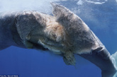 　英国每日邮报报道，这是一组让人痛心的照片，潜水员托尼。吴（Tony Wu）在斯里兰卡南部海域拍到了被集装箱货船撞死的一头蓝鲸。据悉，这一带海域是非常繁忙的海洋航线，因而常常发生轮船撞击事件。
　　这头蓝鲸被撞时正在一条航道上睡觉，现在尸体漂浮在水面上。托尼说：“对我们来说，鲸鱼是庞然大物。但即便如此，与满载的船舶相比，在直接的撞击中，它几乎没有幸存的机会。非官方数字显示，数以千计的鲸鱼死于集装箱船撞击，其中许多属于濒临灭绝的物种。”
