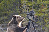 美国怀俄明州，黄石国家公园，一只500磅笨拙的灰熊想要当一回摄影师，但是最终的结果是一台非常昂贵的相机被其毁坏。在毁坏相机和三脚架前，灰熊先查看把玩了一番。幸运的是，被毁的相机是野生动物摄影师 Andrew Kane租用的，并且他用另一部相机捕捉下了这一幕。灰熊开始向Kane靠近时他只得放弃了相机，Kane跑到树丛中安全的地方观察了灰熊毁坏相机的过程。