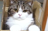 日前，曾在网络上爆红的日本一只猫咪在主人的帮助下，拍摄了一段可爱的视频来庆祝5岁生日。
　　视频中的这只名叫Maru的猫咪一会从纸质购物袋侧面的大开口处探出圆圆的脑袋，一会跳进纸箱，摆出各种可爱的造型。为了让粉丝跟踪自己的近况，这只在网络上大受追捧的猫咪还拥有自己的“推特”账户和“脸谱”账户，粉丝分别达1.5万多人和1万多人。
