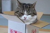 日前，曾在网络上爆红的日本一只猫咪在主人的帮助下，拍摄了一段可爱的视频来庆祝5岁生日。
　　视频中的这只名叫Maru的猫咪一会从纸质购物袋侧面的大开口处探出圆圆的脑袋，一会跳进纸箱，摆出各种可爱的造型。为了让粉丝跟踪自己的近况，这只在网络上大受追捧的猫咪还拥有自己的“推特”账户和“脸谱”账户，粉丝分别达1.5万多人和1万多人。
