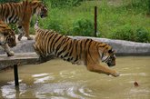 湖北省武汉市，汉九峰森林动物园的工作人员，连日来加紧训练一群东北虎，学着表演跳台“跳水”。原本会游泳和爬树的东北虎，在鸡肉的诱惑下，还学会了跳台“跳水”。