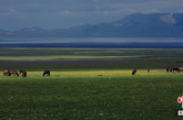 六月的赛里木湖是最迷人的季节。蓝天、白云、绿草、黄花，每一种颜色都有着那种几近原始的高纯度，边歌边泳的天鹅、嬉戏觅食的野鸭、几匹健壮的骏马、几群如云的绵羊、几峰穿行的骆驼。在这方空灵的世界里，人、动物、大自然相处得是那样和谐，因是大西洋的暖湿气流最后眷顾的地方，所以被称作大西洋最后一滴眼泪。杨天祥 摄