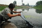 6月5日，安徽巢湖市夏阁镇，由于没有高层建筑，一眼就能看见小镇北侧夏阁河河埂上那座高大的自来水水塔。走进自来水厂区，是个零乱不堪的院子，像农家小院，里面还种着许多蔬菜。取水区有人洗衣。