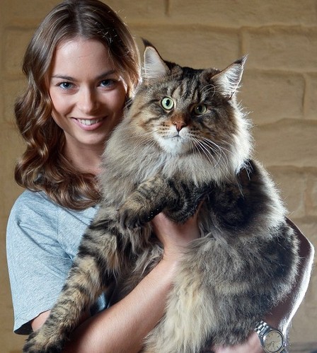 澳大利亚巨型“威严”猫重近20斤