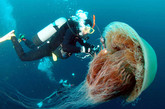 巨形水母“入侵”日本：身怀毒素成群结队
　　从2008年夏天起，日本海域开始充满一种巨大的海洋生物。这些生物直径达到2米，重达220千克。占据日本海域的是一种巨大的水母，名叫“越前水母”(Nomura's jellyfish)。水母经常可以撕破渔网或压死网中的鱼，即使一些幸存的鱼也会被水母的触须毒死或粘住。这些引起日本渔民恐慌的越前水母体型巨大，被认为是可以与美洲的狮鬃水母相提并论的已知最大的水母。
