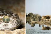 伊拉克上演“狂蛇之灾” 庞大蛇群袭击人畜
　　2009年6月，由于底格里斯河和幼发拉底河水位下降到空前水平，导致夹在两条大河之间的伊拉克大部分农村地区陷入酷热和干旱之中，很多河边的野生动物被迫转移。大群毒蛇开始攻击伊拉克南部的人和家畜，造成多人死亡中毒。当地医生说：“人们受到惊吓，很多人开始逃离家园。我们以前从没看到过如此庞大的蛇群。它们攻击水牛、牲畜，甚至是人类。”

