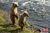 美国阿拉斯加州，在卡特迈国家公园布鲁克斯河河岸上，灰熊们正在嬉戏玩耍。在玩耍过程中，幼熊用后腿站立起来，开始“动手动脚”。一只小熊用前爪拍打另外一只熊的脸部，仿佛在扇耳光一般。后腿站立的他们在密切注视妈妈的行动同时，也自娱自乐，如同在跳舞。这些幼熊正在和他们的母亲学习捕鱼技巧，以警队几个月长的冬眠。