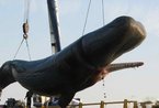 揭秘50吨巨鲸离奇自爆 街头内脏横飞