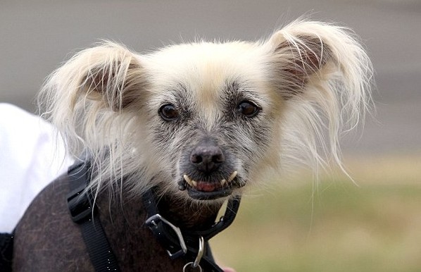 英国搜救犬今日获得选“最丑狗”称号