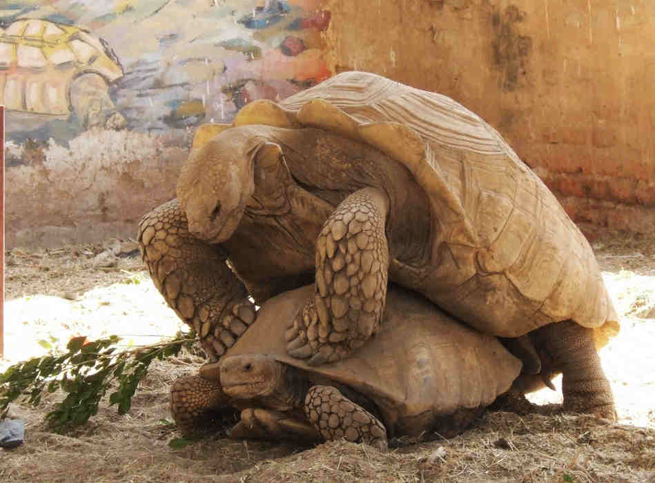 德国惊现乌龟交配化石 维持姿势4700万年(组图